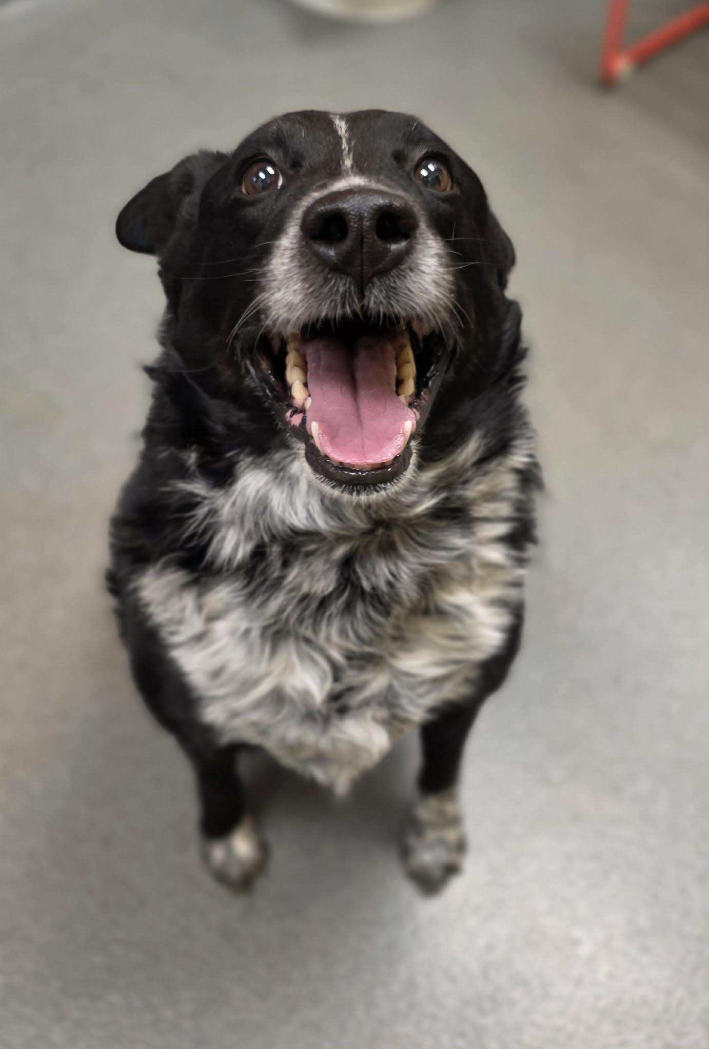 An adult medium-sized male Australian Cattle Dog / Blue Heeler dog named Axle for adoption in Amherst, VA