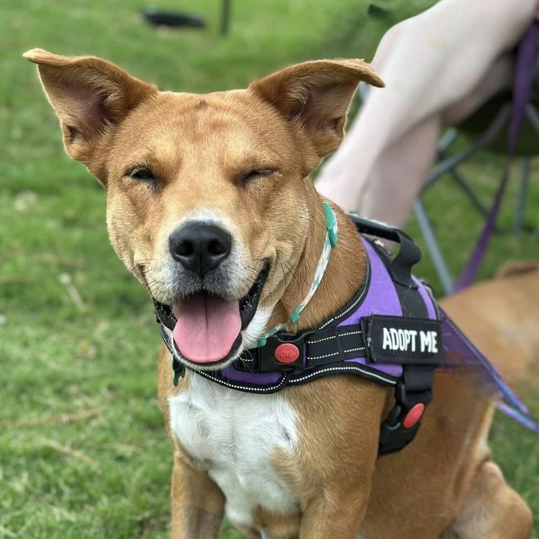 A young medium-sized female Golden Mixed Breed dog named Princess for adoption in Houston, TX