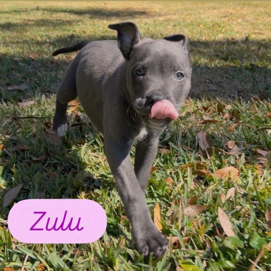 Zulu