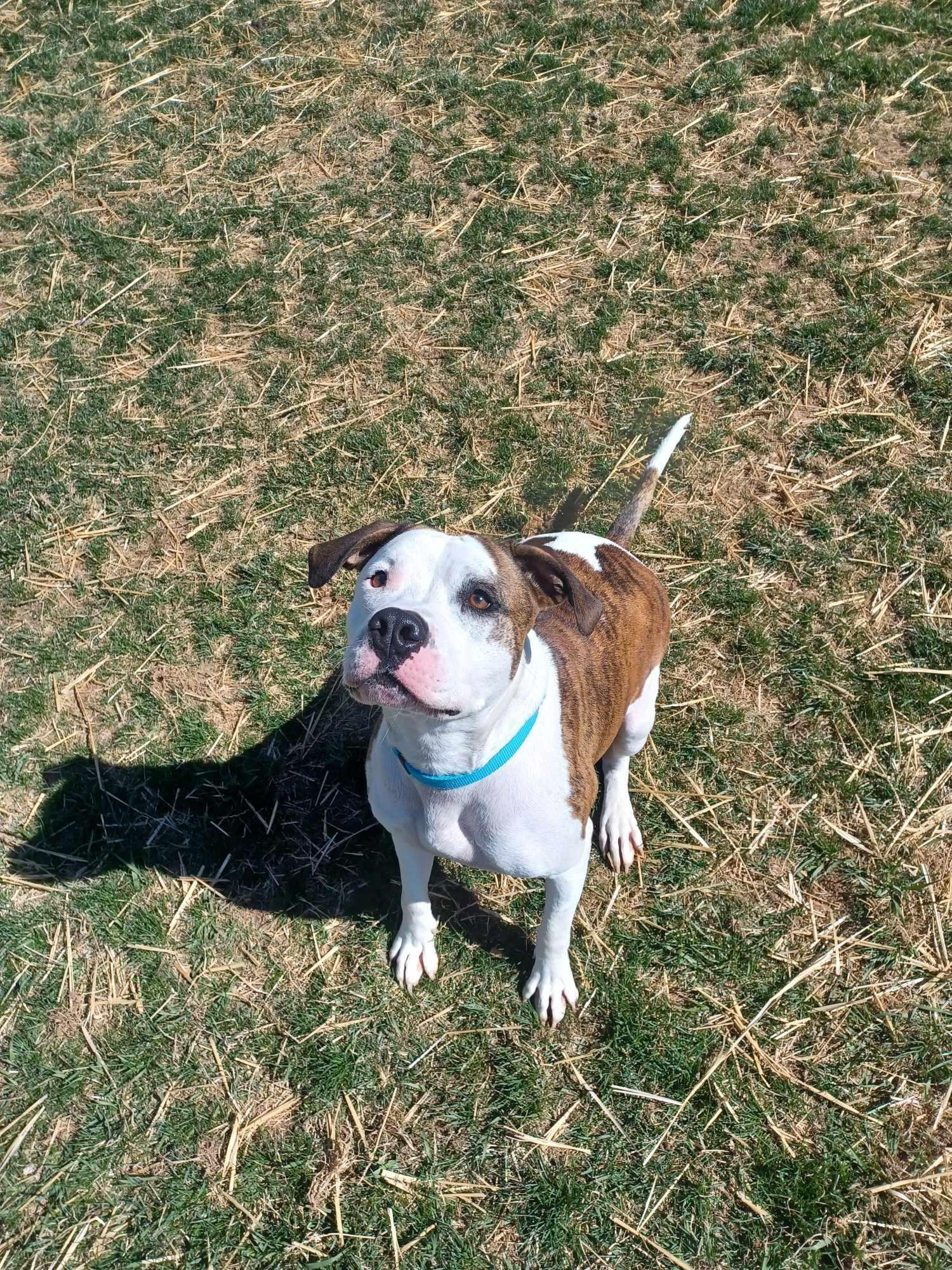 An adult medium-sized male Brindle American Bulldog dog named Kylo for adoption in Berryville, VA