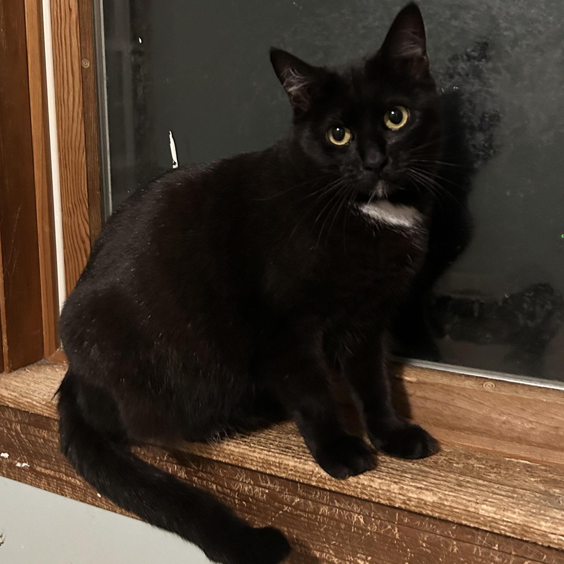 A young medium-sized female Domestic Short Hair cat named Liza for adoption in Soddy Daisy, TN