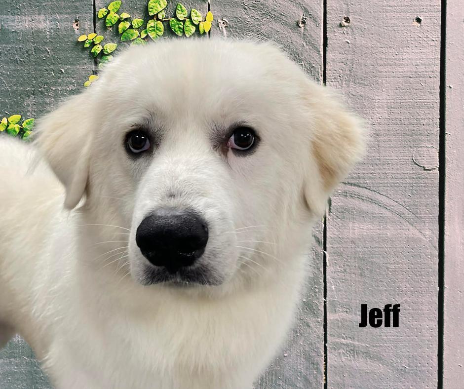Jeff