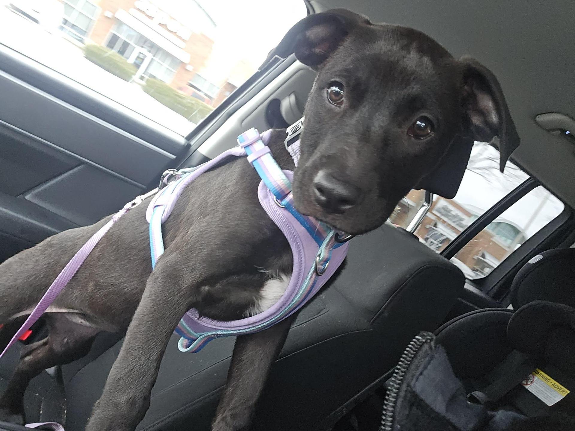 Yam The Perfect Pittie