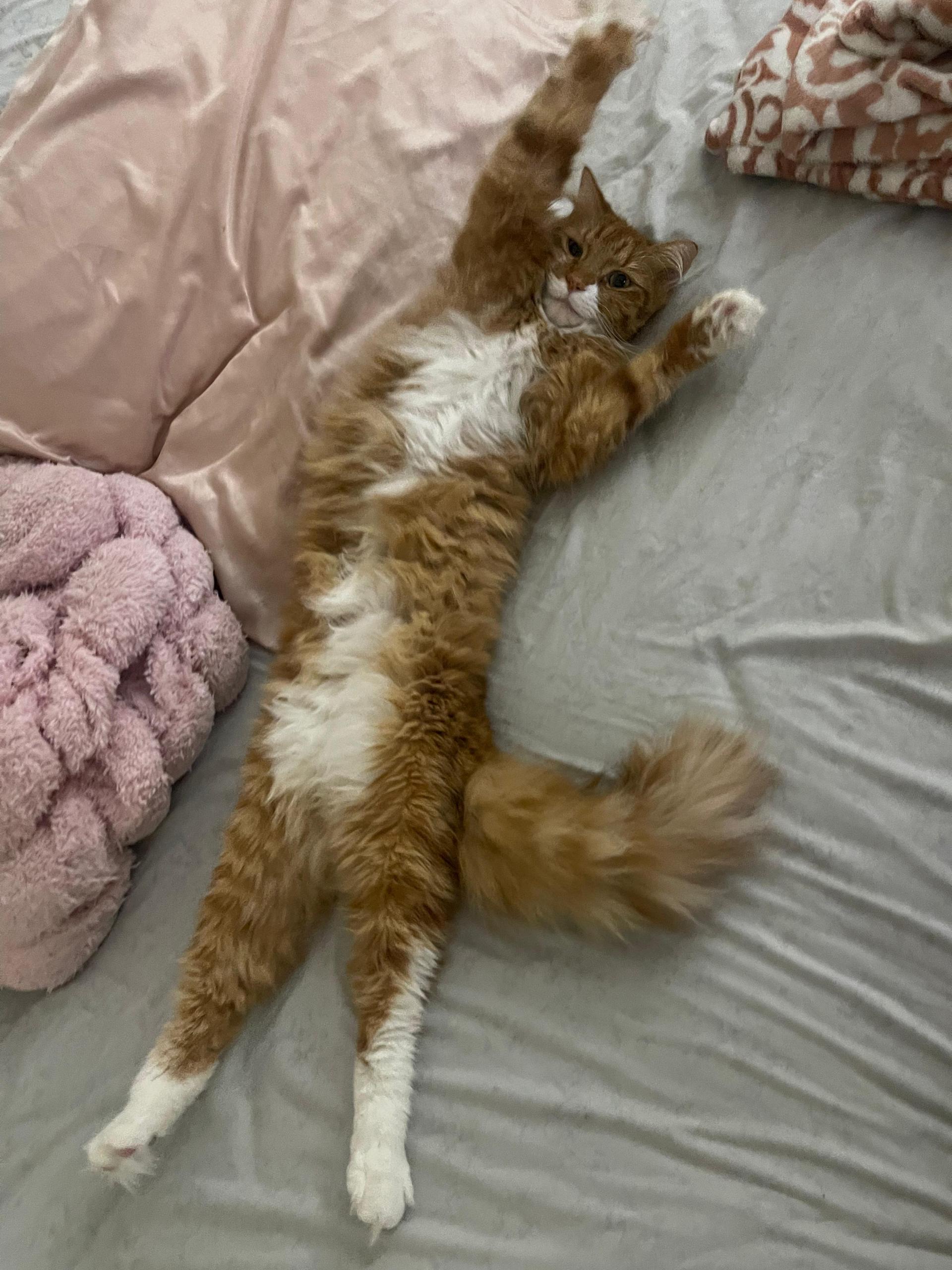 A young large-sized male Orange & White Siberian cat named Jaden for adoption in New York, NY