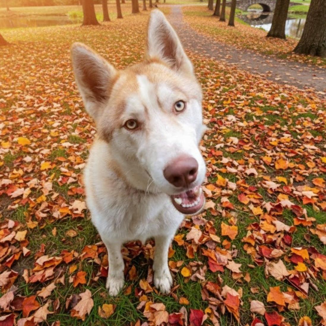 A young medium-sized male Red / Chestnut / Orange Siberian Husky dog named Bronco for adoption in Floresville, TX