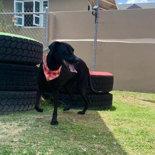 An adult medium-sized female Black Labrador Retriever dog named Sorelle for adoption in Humacao, PR