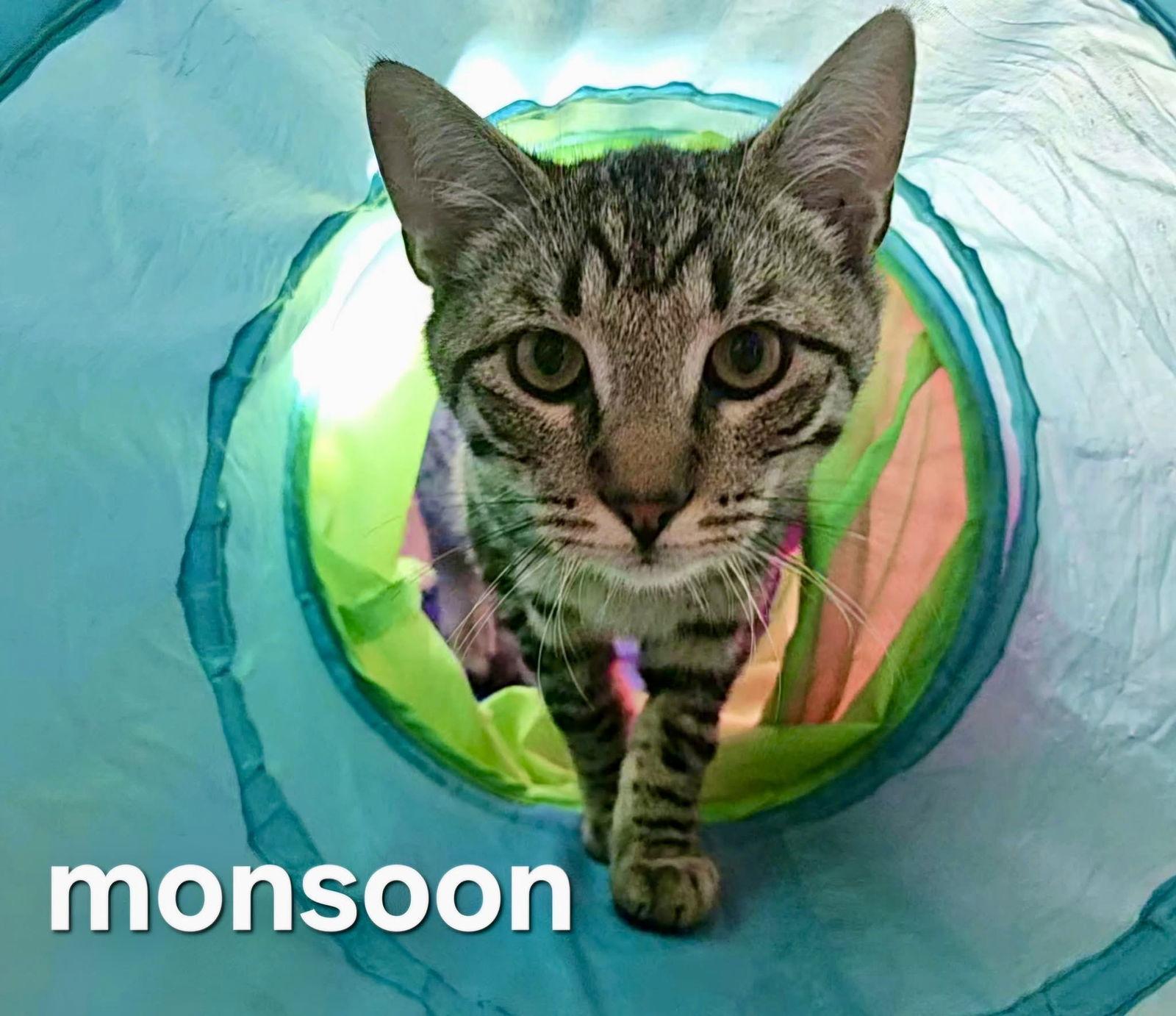 Monsoon