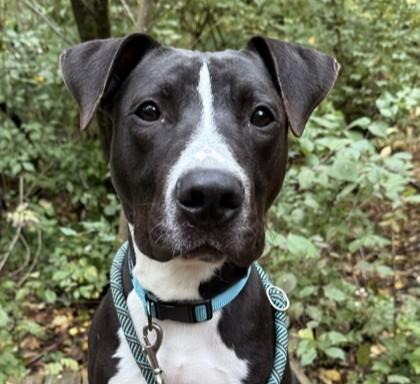 An adult medium-sized male Black Pit Bull Terrier dog named Dennis for adoption in Indianapolis, IN