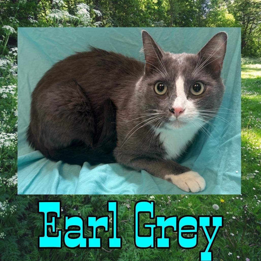 Earl Grey