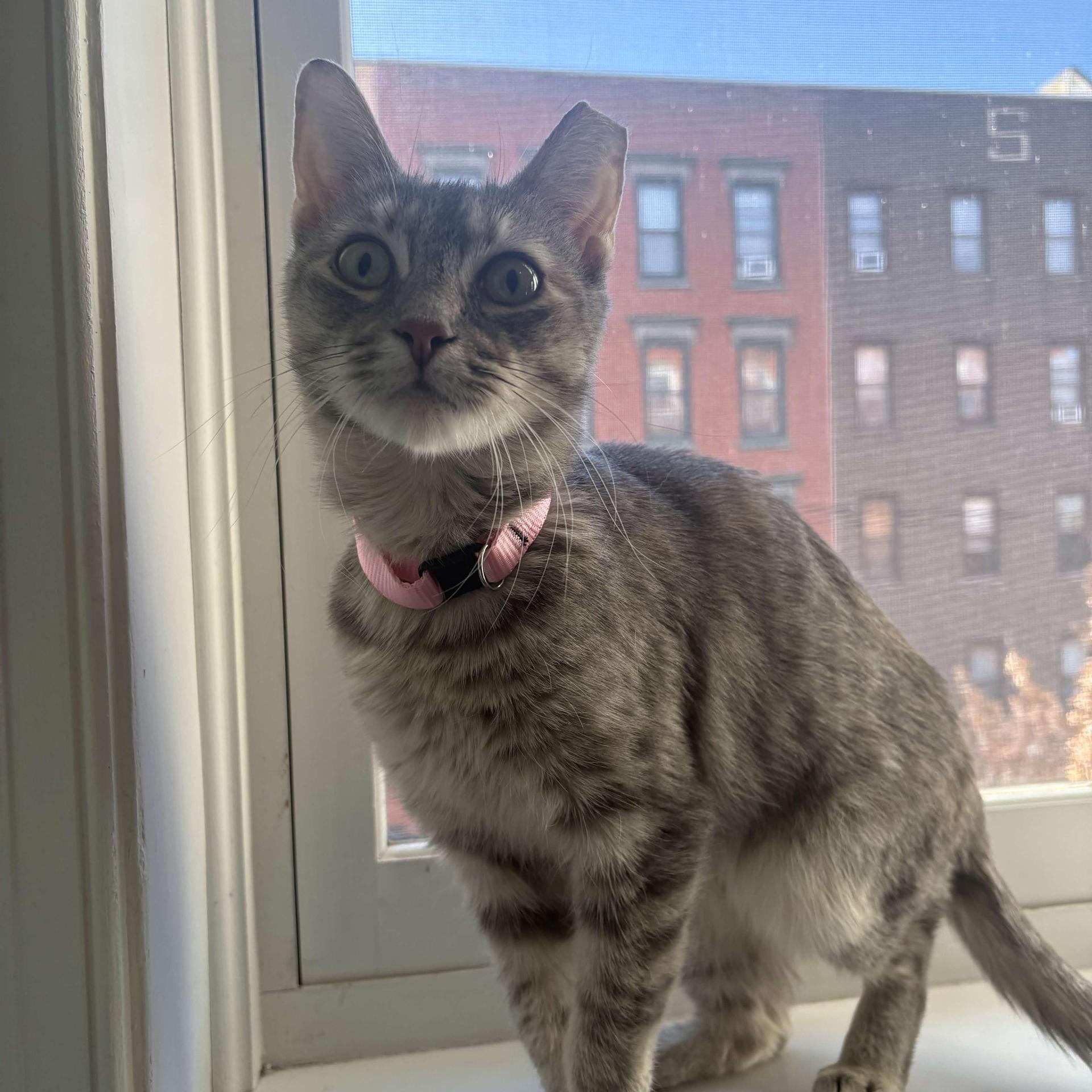An adult medium-sized female Tabby (Gray / Blue / Silver) American Shorthair cat named Emerald for adoption in Weehawken, NJ