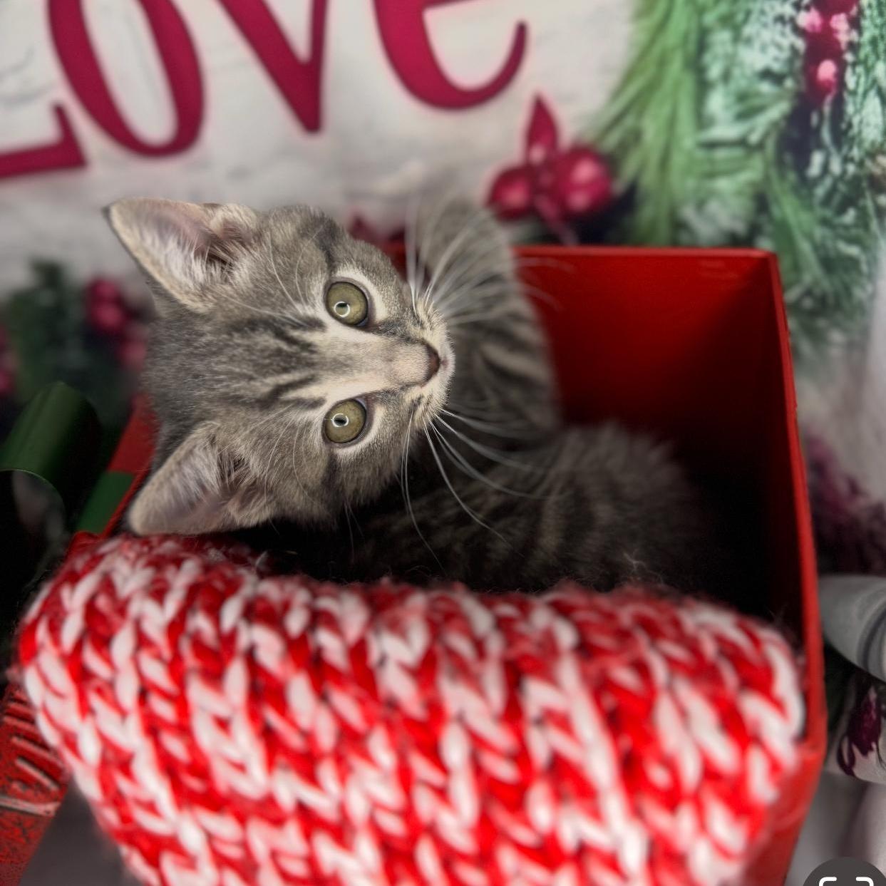 Cookie Dough photo 1