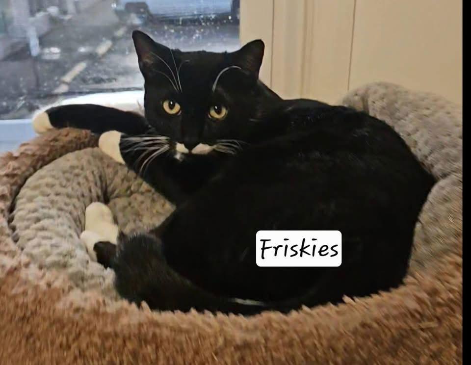 Friskies