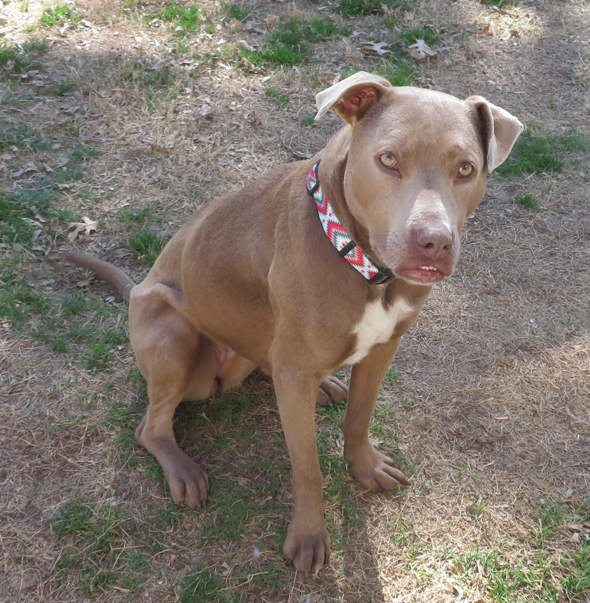 Lucy Sweetsmile!housebrokencratetraineddogdoor photo 1
