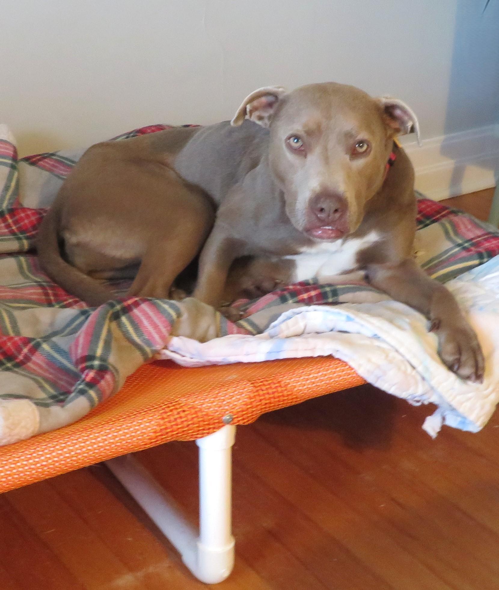 Lucy Sweetsmile!housebrokencratetraineddogdoor