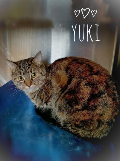 Yuki