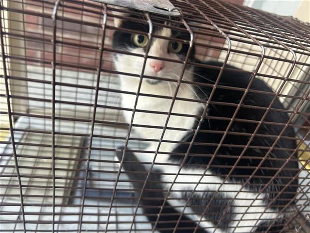 A young large-sized female Domestic Short Hair cat named Donna for adoption in Houston, TX