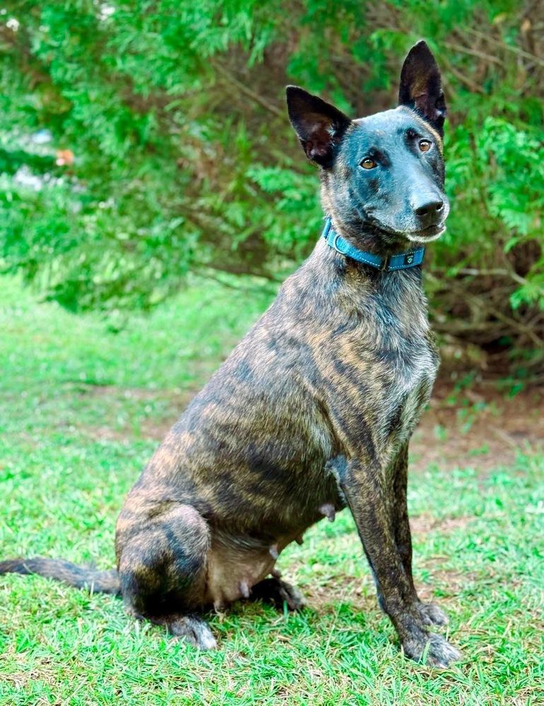 An adult large-sized female Dutch Shepherd dog named Roxy The Rosie for adoption in Brewster , NY