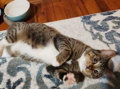 Chito Special Needibd