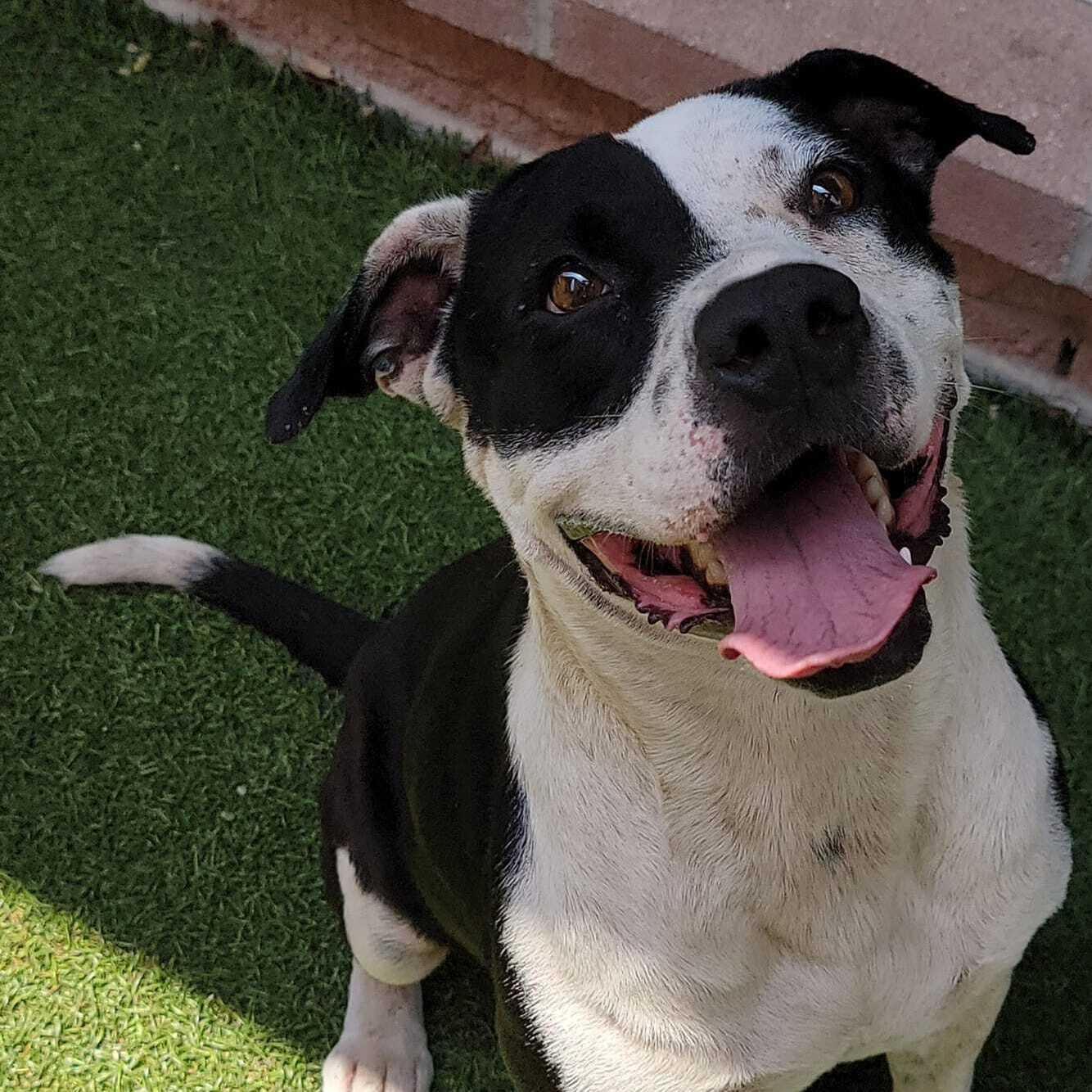 A senior medium-sized male Black Pit Bull Terrier dog named Laza for adoption in Denison, TX