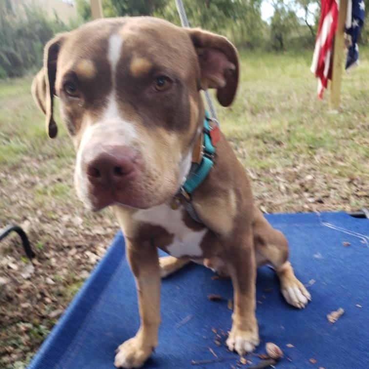 An adult medium-sized male Bicolor American Staffordshire Terrier dog named Crosby for adoption in Houston, TX