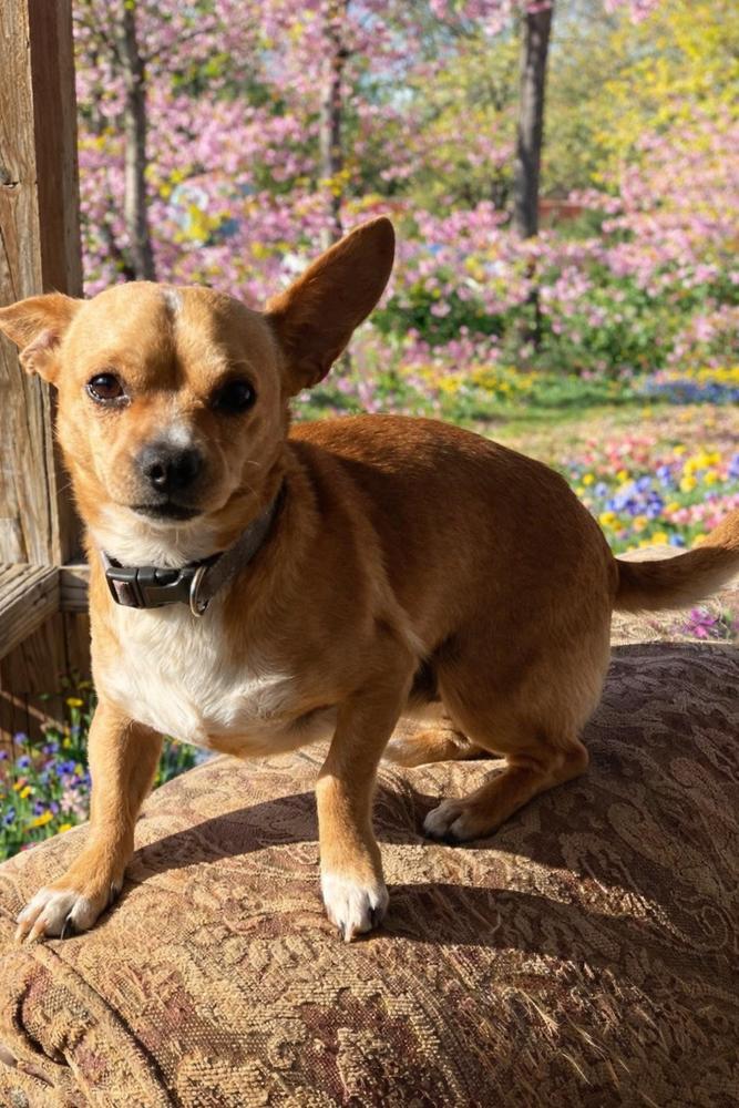 An adult small-sized male White / Cream Chihuahua dog named Theo for adoption in Pottstown, PA