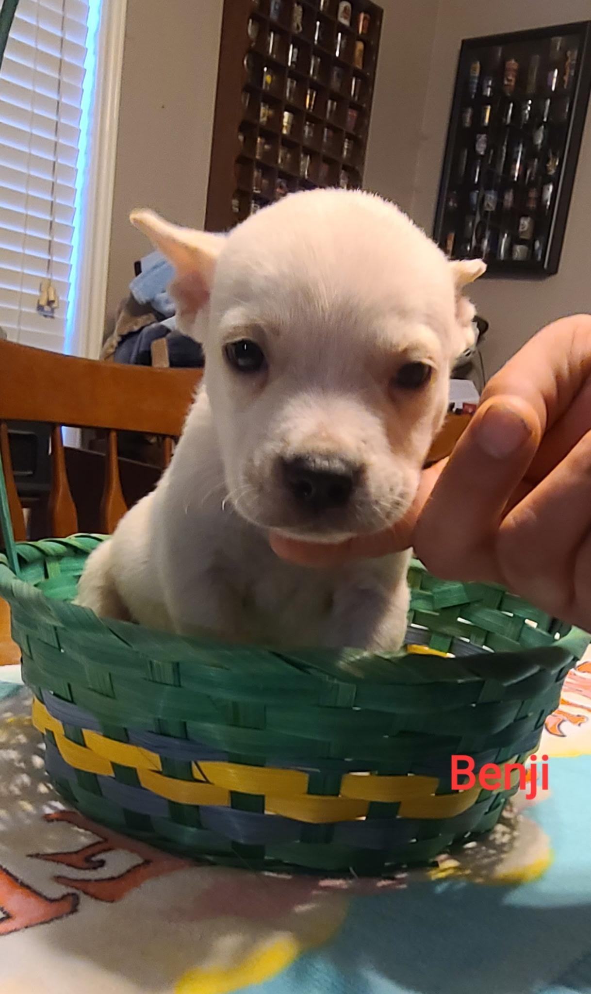 A baby medium-sized male Siberian Husky dog named Benji for adoption in Sumter, SC