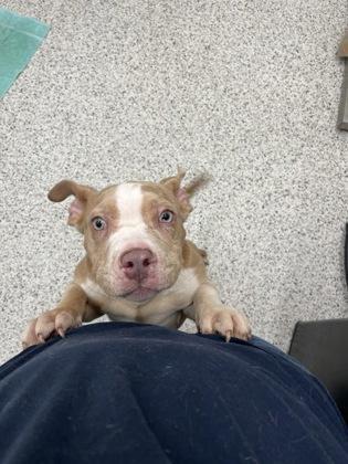 A baby small-sized male Mixed Breed dog named Hudson for adoption in Atlanta, GA