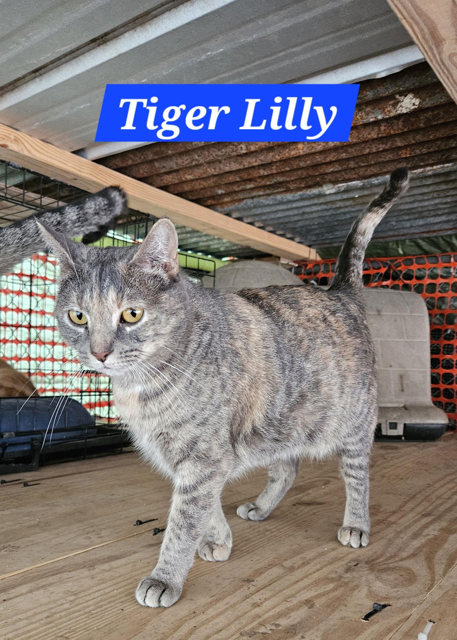 Tiger Lilly Nc