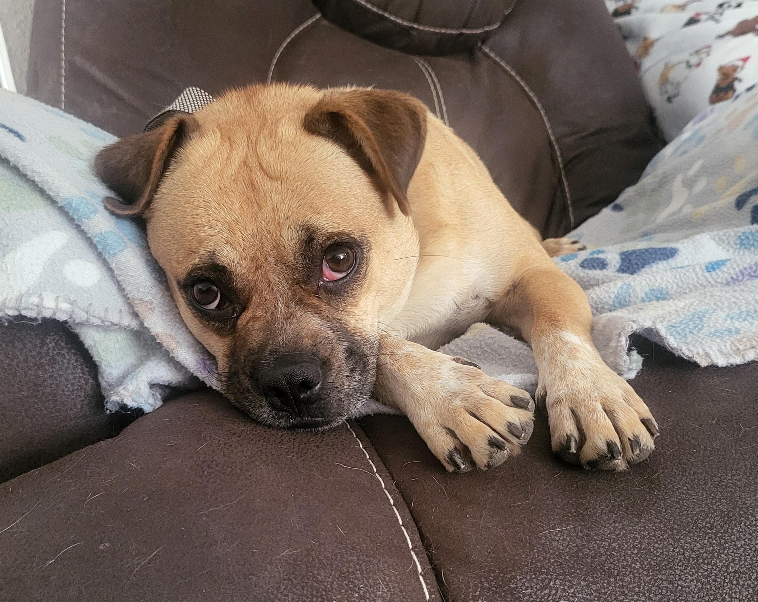 Freeway " Pug Mix