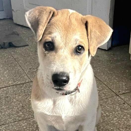 Tugger "the Super Snuggler"