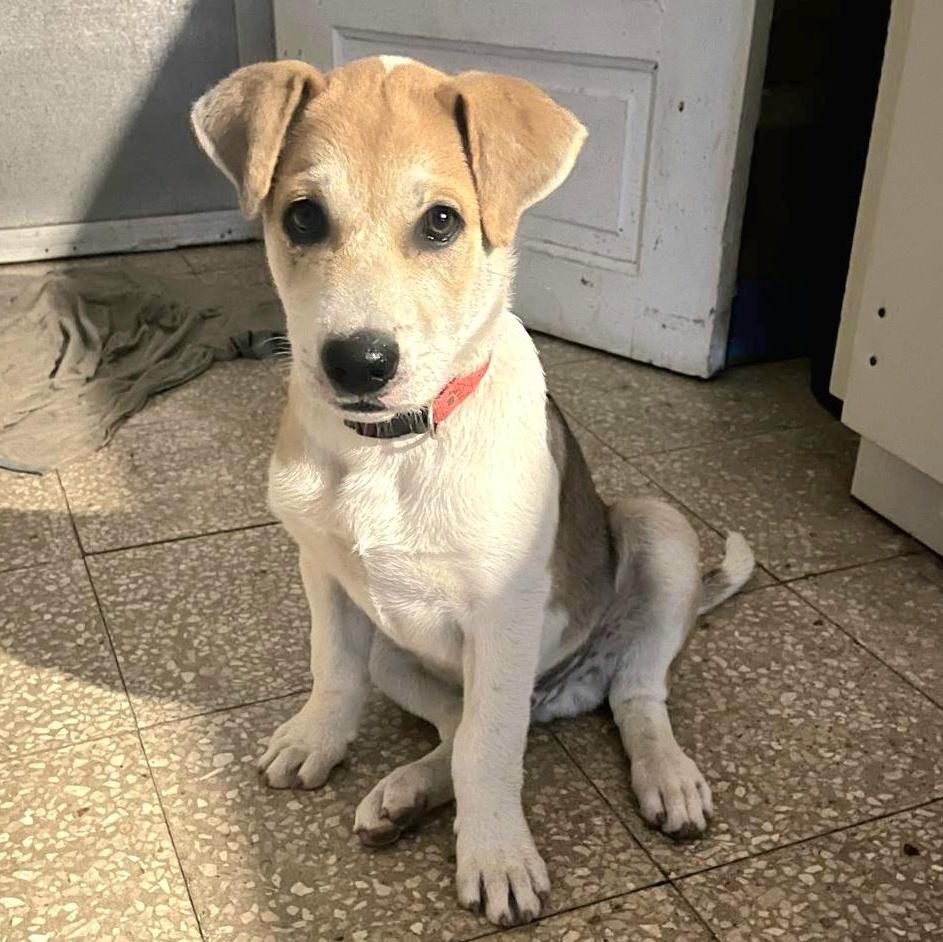 Tugger "the Super Snuggler"