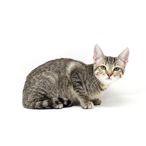 Princess Sassy Pants