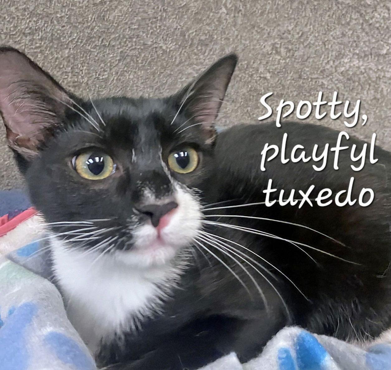 Spotty Playfultuxedo