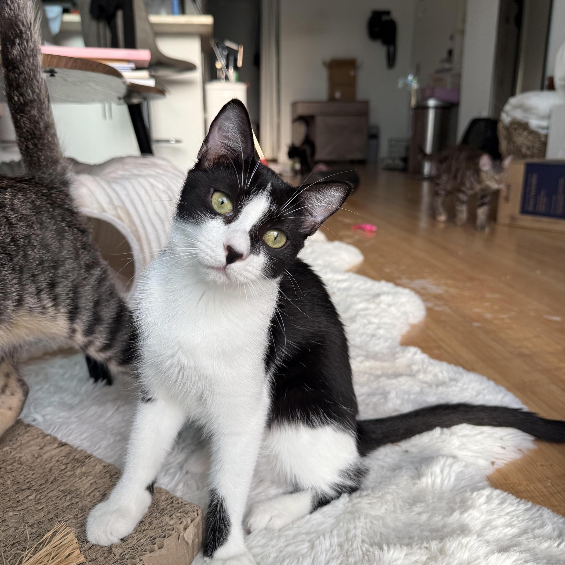 A baby small-sized female Black & White / Tuxedo Domestic Short Hair cat named Minnie for adoption in Boca Raton, FL