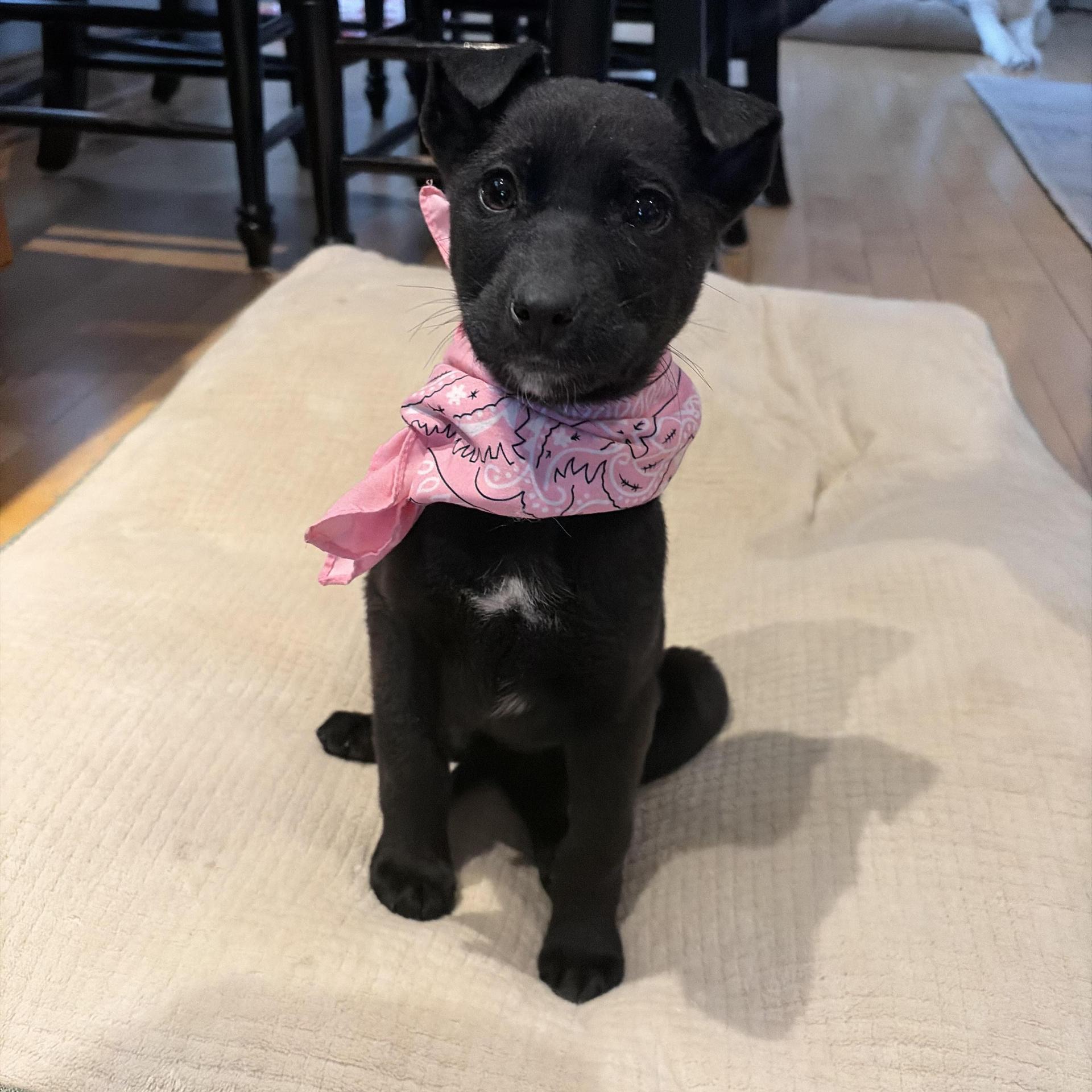 A baby medium-sized female Black Shepherd dog named Blair for adoption in Lemont, IL