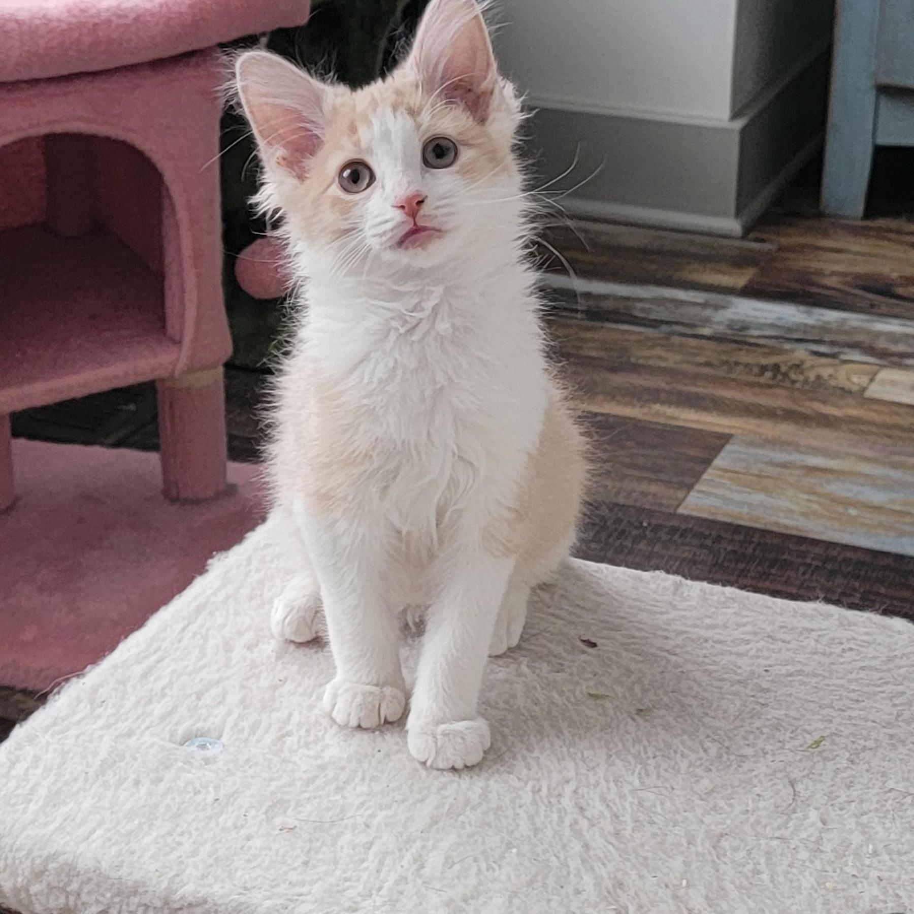 A baby medium-sized male Buff & White Domestic Medium Hair cat named Howie for adoption in Wyandotte, MI