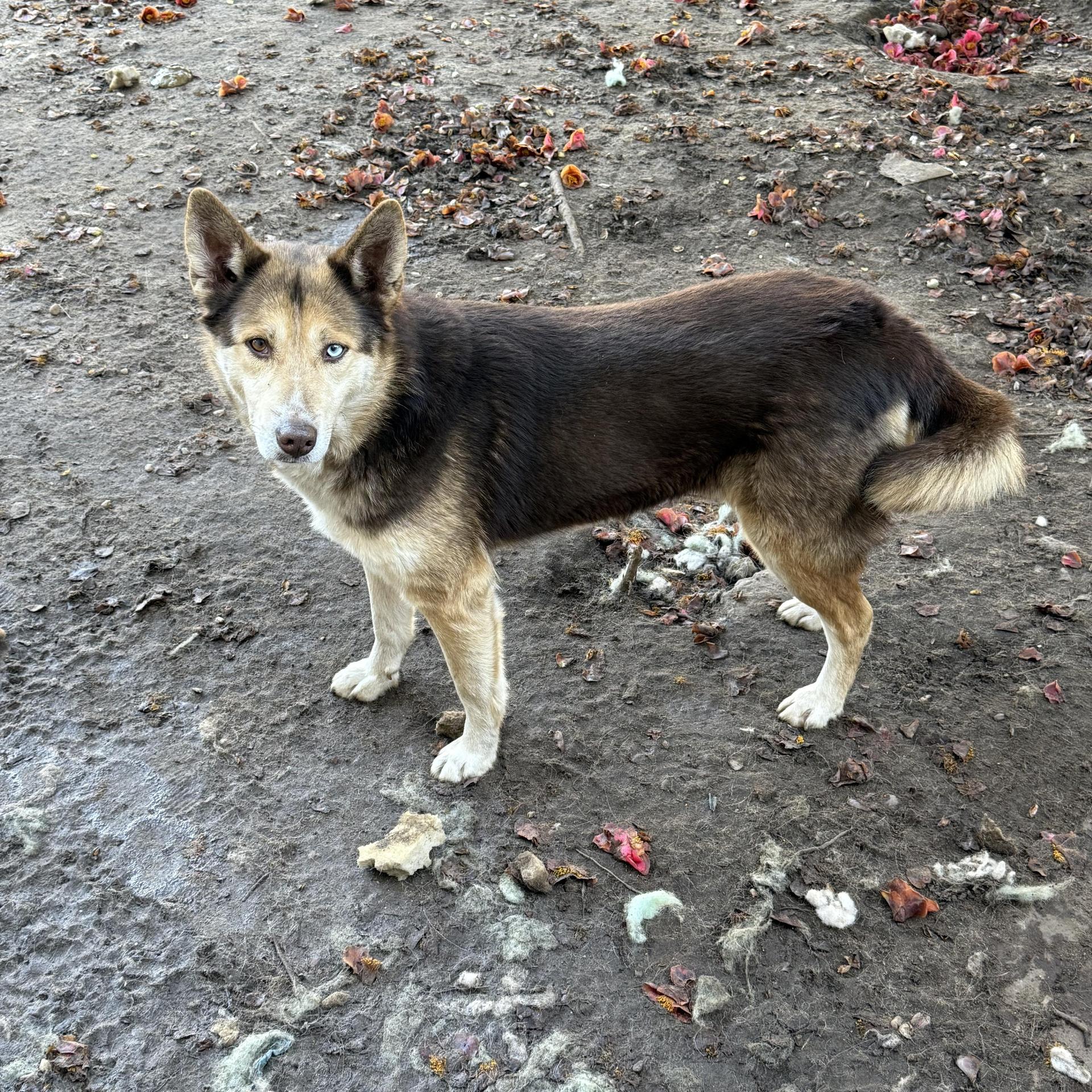 An adult medium-sized female Husky dog named Peaches for adoption in Sumter, SC