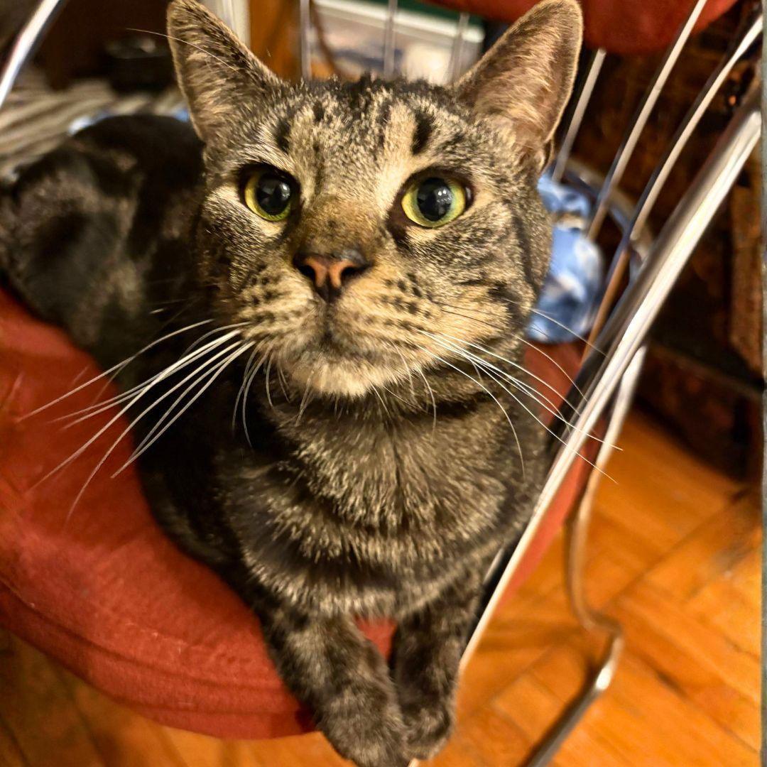 Whiskers Saratoga photo 1