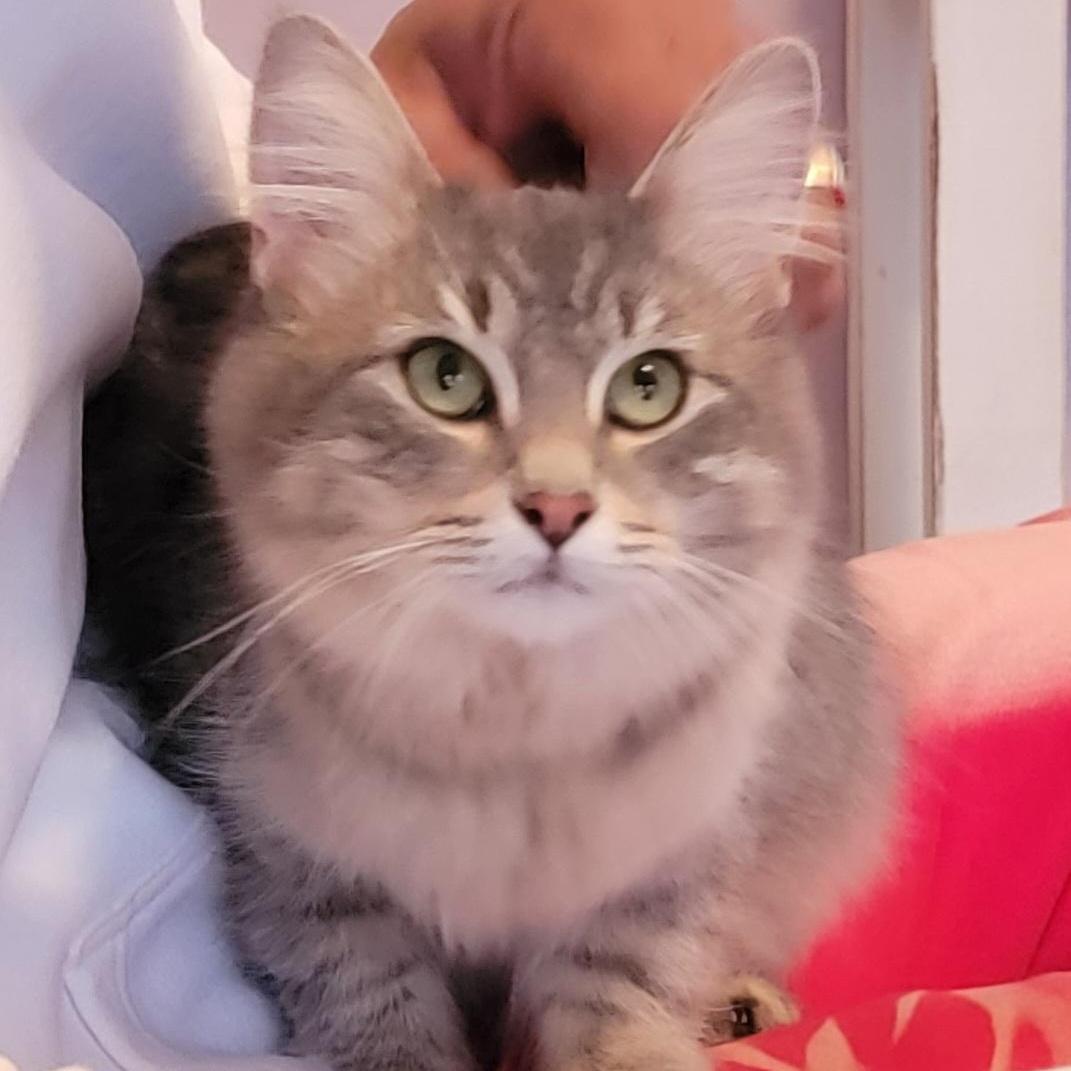 A baby medium-sized female Tabby (Gray / Blue / Silver) Domestic Long Hair cat named Syla for adoption in Wyandotte, MI