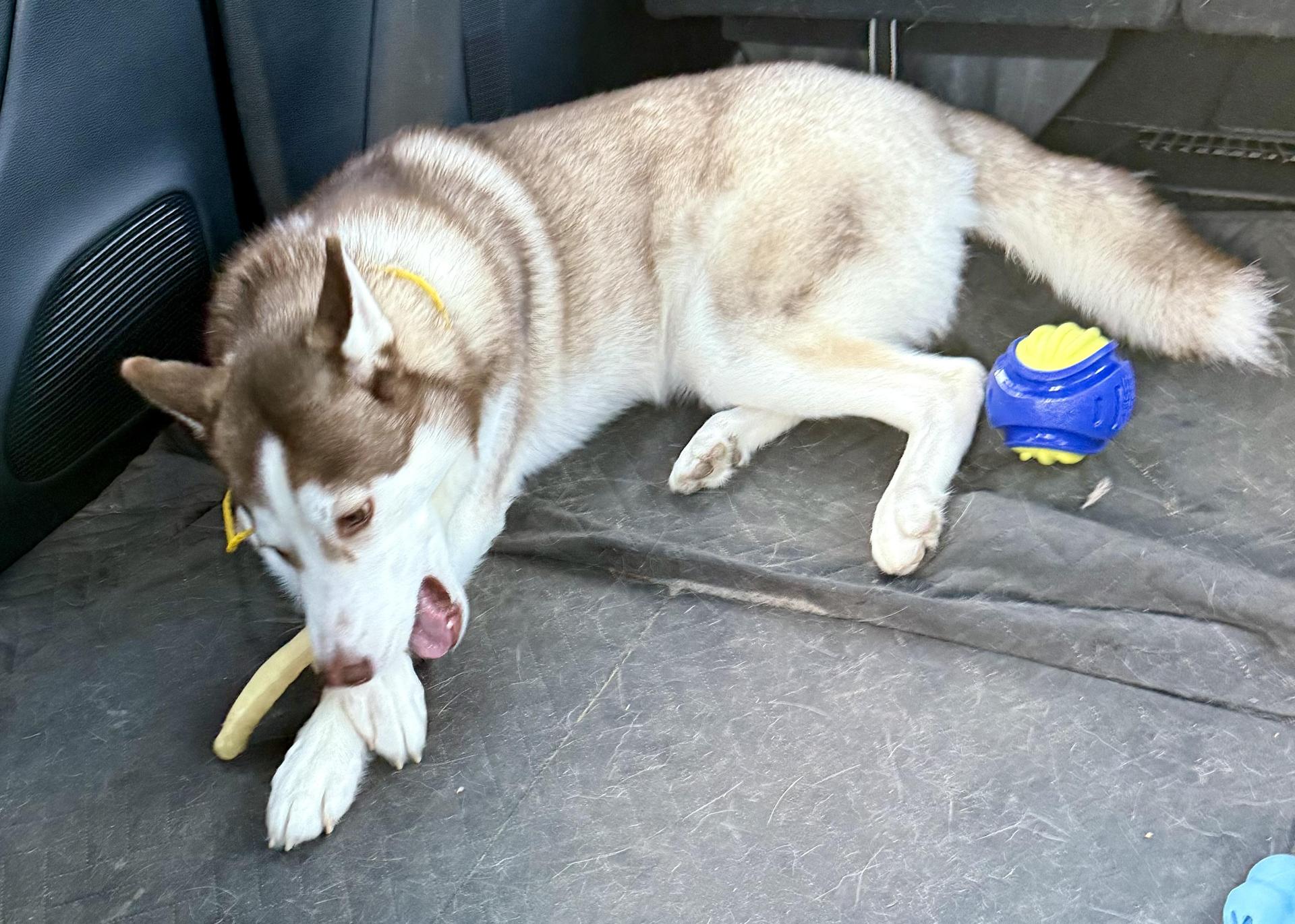 An adult medium-sized male Siberian Husky dog named Kobe for adoption in Sumter, SC