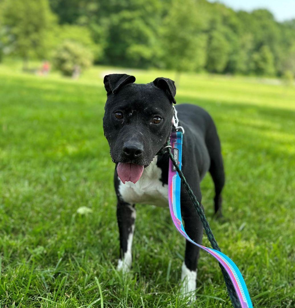 A young medium-sized female Black Hound dog named Belladonna for adoption in Lambertville, NJ