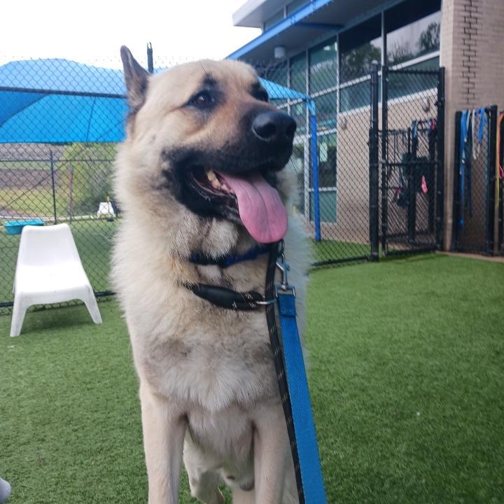 A young large-sized male German Shepherd Dog dog named Oso for adoption in Greeneville , TN