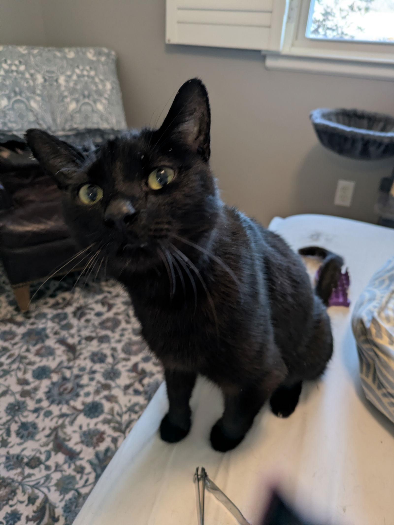 Narwhal Must Apply In photo 1