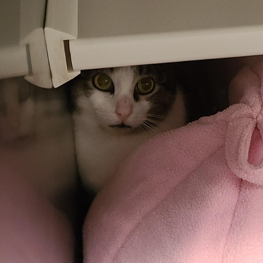 Mama Posie New Mexico