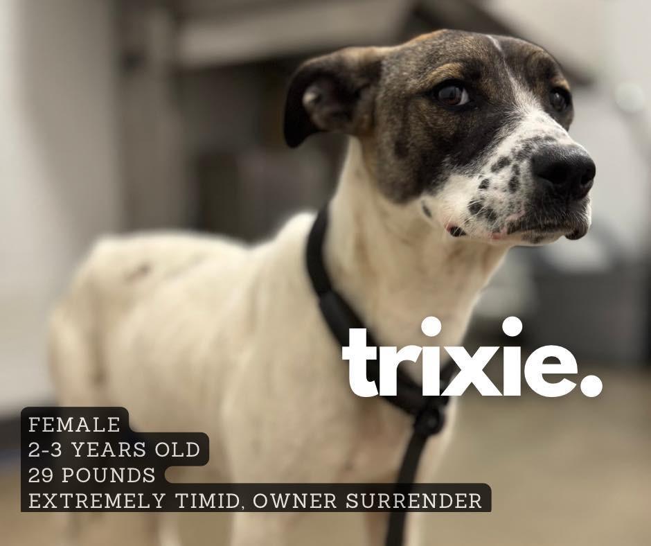 Trixie