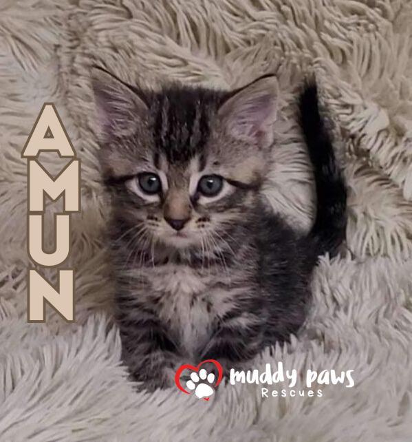 A baby small-sized male Domestic Short Hair cat named Egypt Litter : Amun for adoption in Council Bluffs, IA