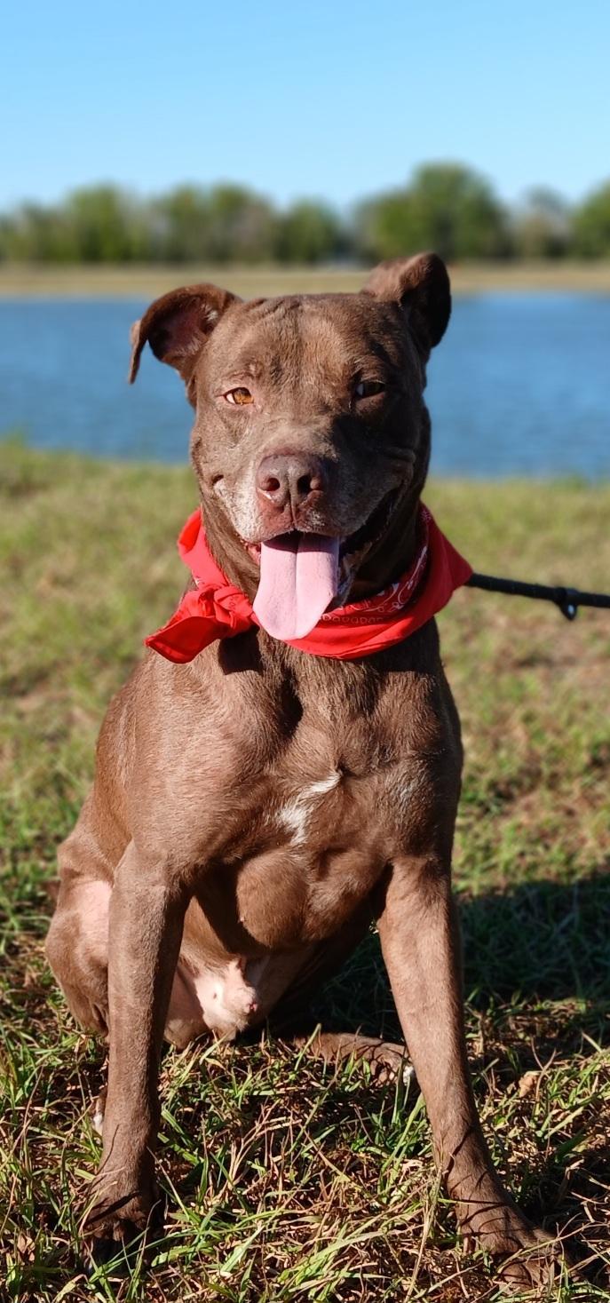 Brownie Loves To
