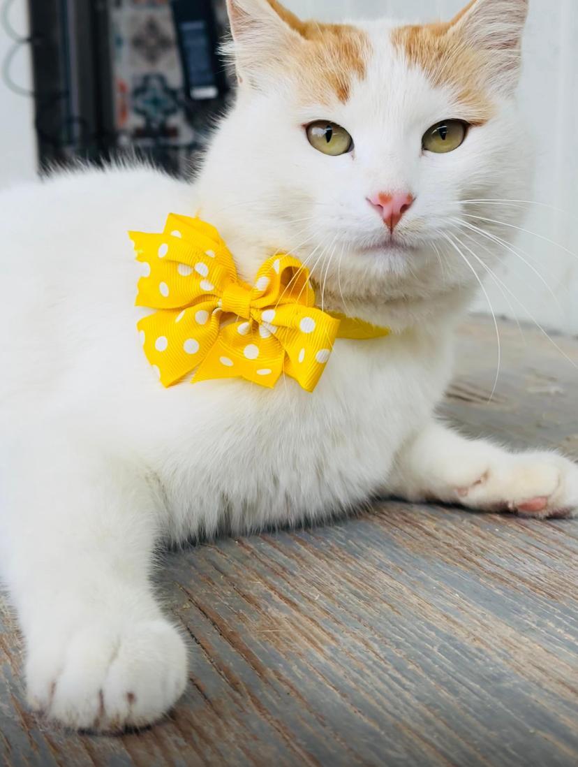 Nara The Sweetest photo 1