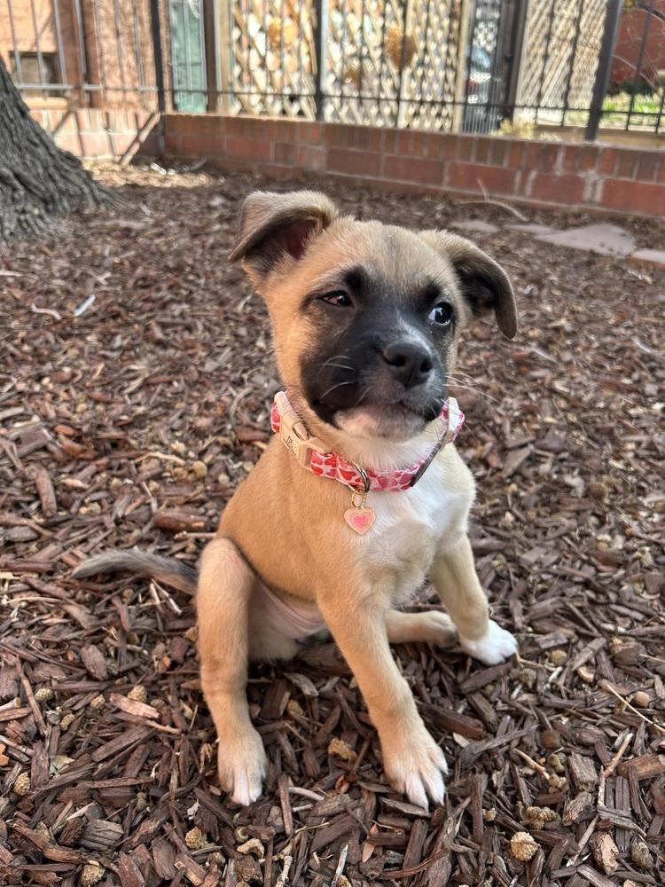 Valentine Of The Valentine’s