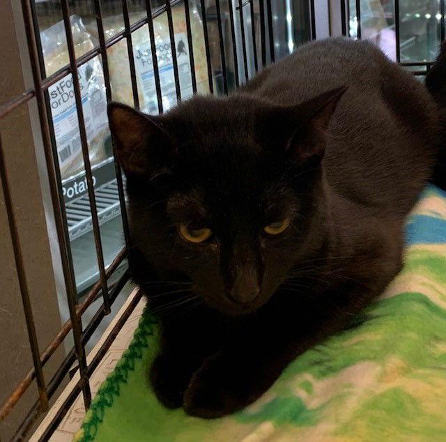 A young medium-sized female Black Domestic Short Hair cat named Peek for adoption in Crescent, OK